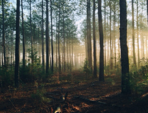 Vervolgtraining systemisch werk in de natuur