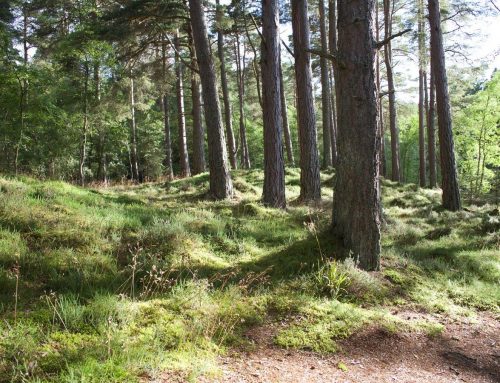 Systemisch werk in de natuur – workshop
