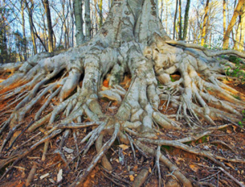 Basistraining systemisch werk in de natuur